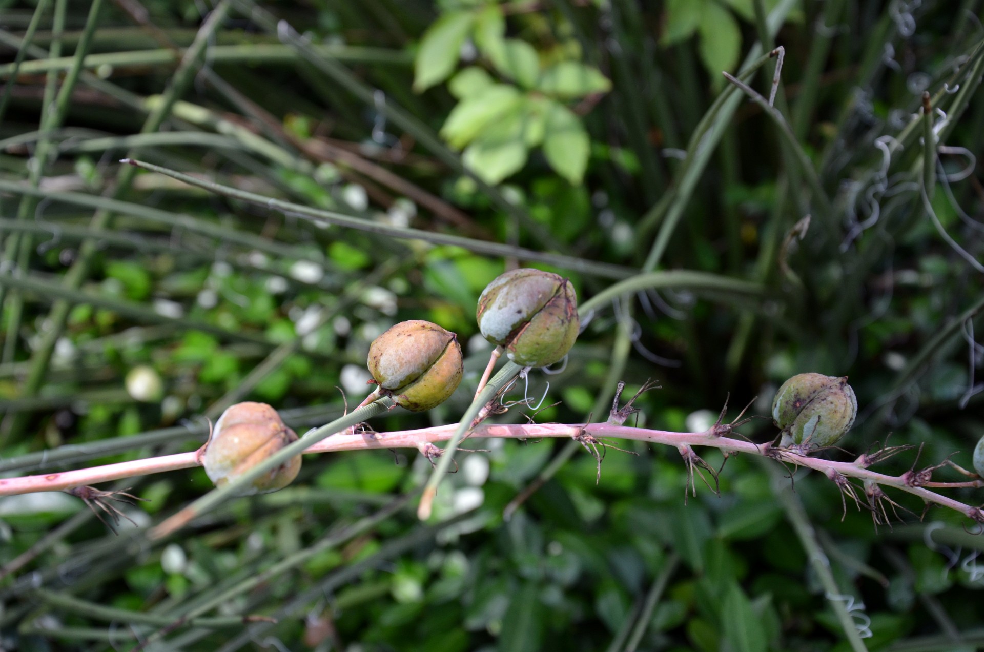 Bulbs on a Flower Spike